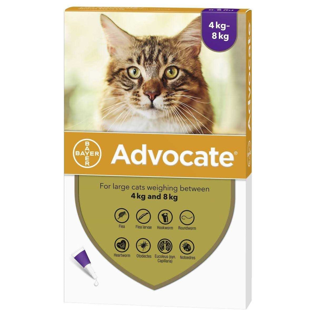 Large Cat U275528