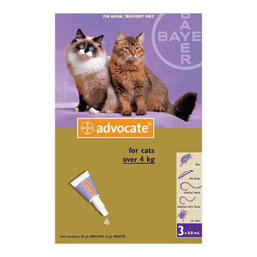 Large Cat U275528