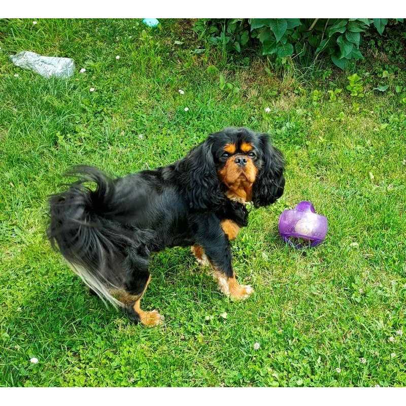 Jumbler Ball Dog Toy Y481
