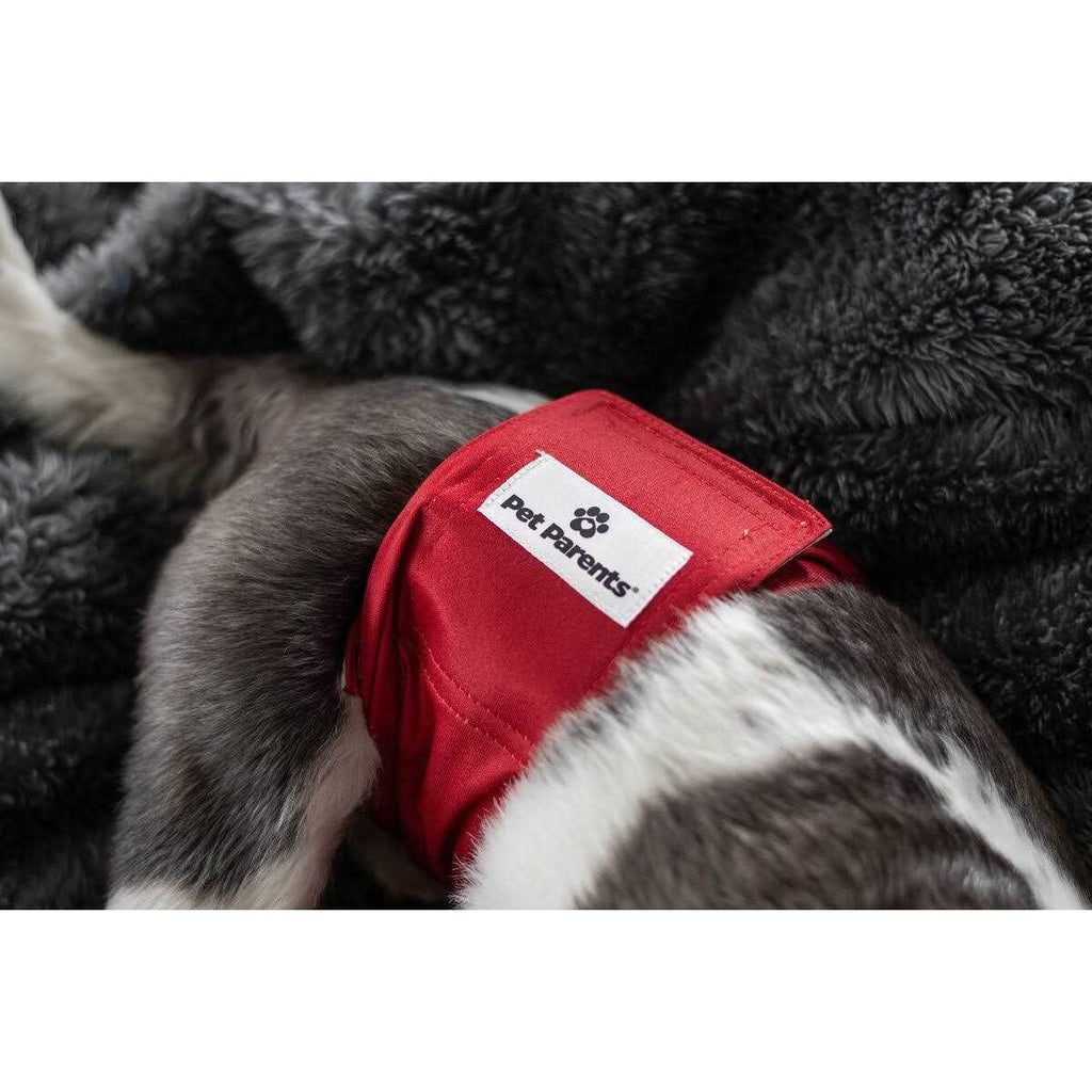 Washable Dog Belly Bands B411913