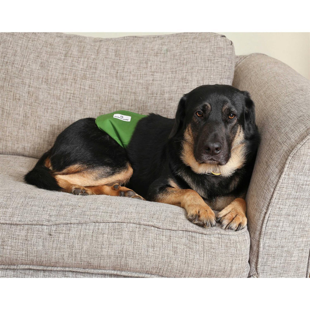Washable Dog Belly Bands B411913
