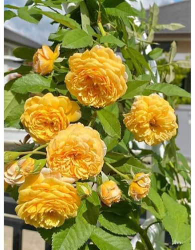 Golden Yellow Climbing Rose Live Plant Bare Root M863240