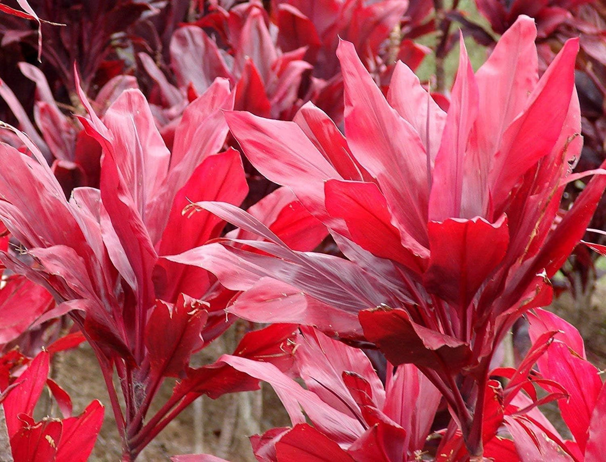 2 Logs Hawaiian Red Ti Leaf Plant N81602