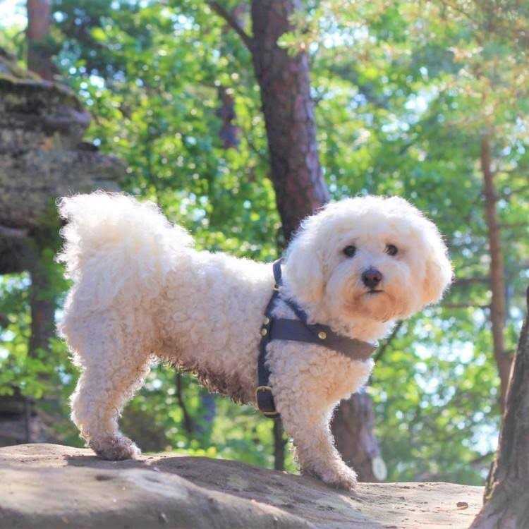 Leather Dog Harness Y6799
