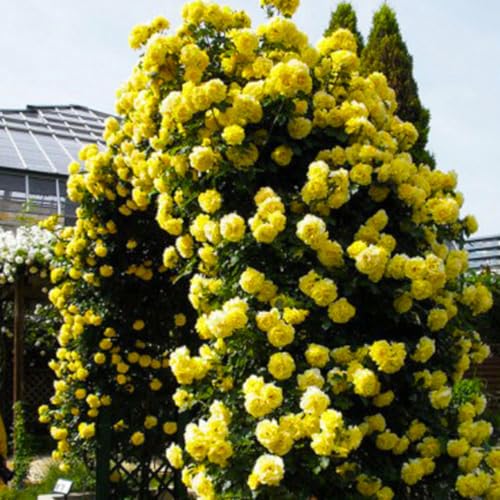 Golden Yellow Climbing Rose Live Plant Bare Root M863240