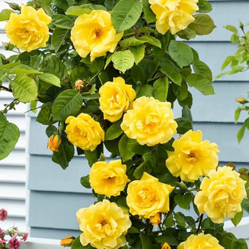 Golden Yellow Climbing Rose Live Plant Bare Root M863240