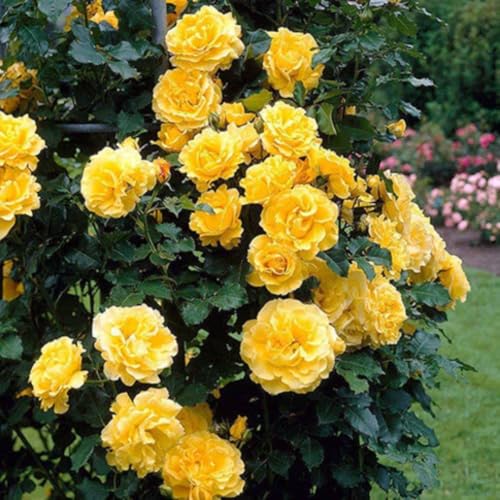 Golden Yellow Climbing Rose Live Plant Bare Root M863240