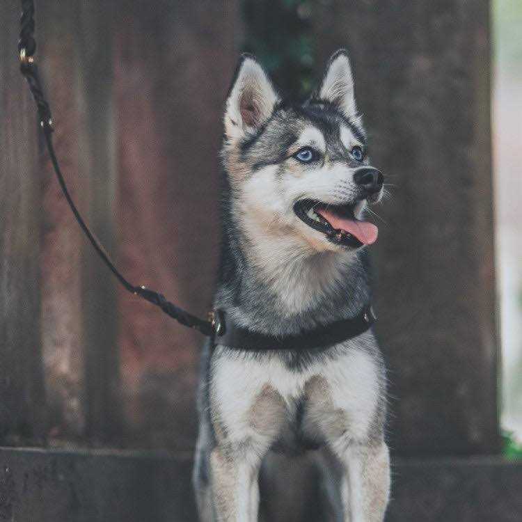Leather Dog Harness Y6799