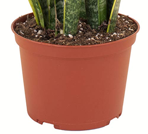 Standing Collection Live Sansevieria Laurentii Snake Indoor House Plant L515