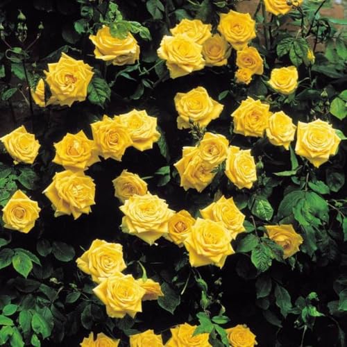 Golden Yellow Climbing Rose Live Plant Bare Root M863240