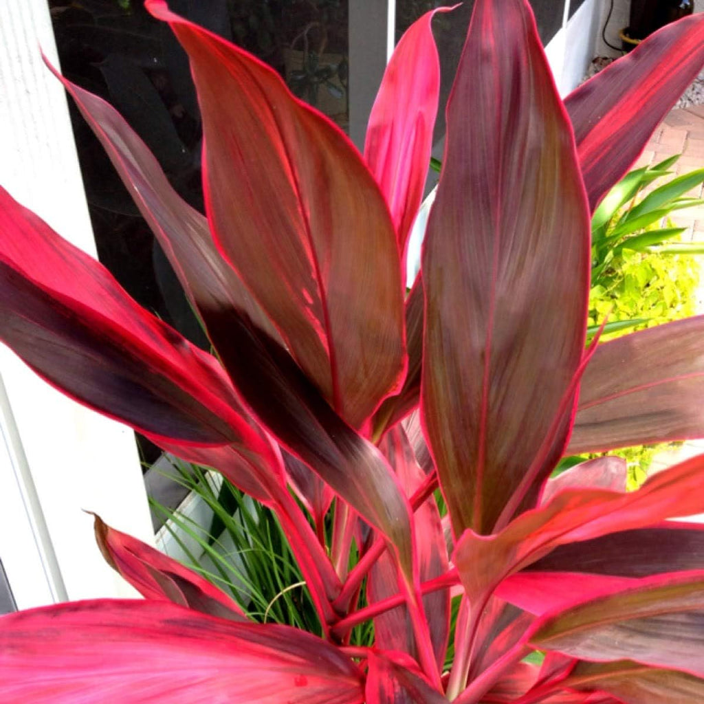 2 Logs Hawaiian Red Ti Leaf Plant N81602