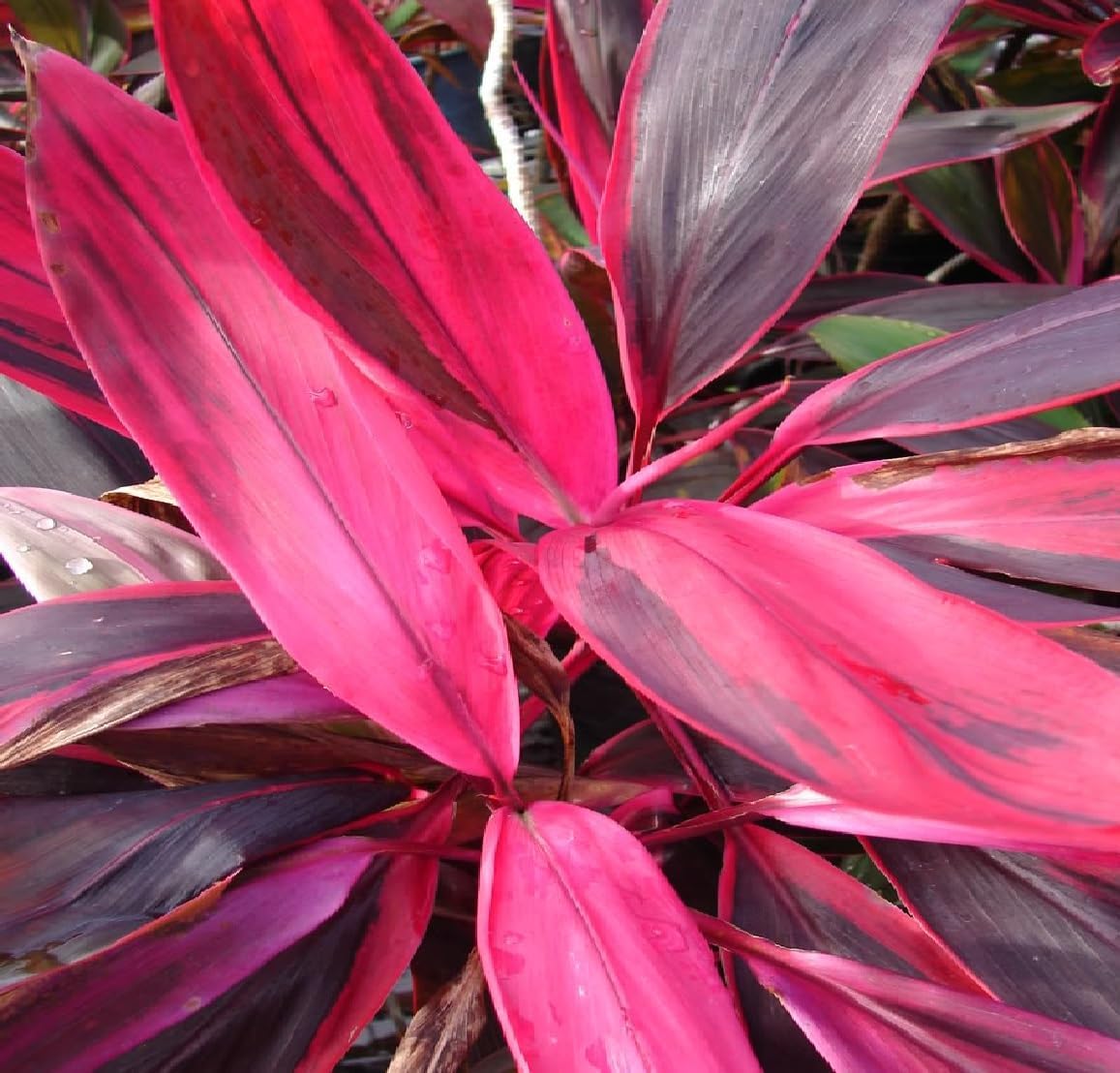 2 Logs Hawaiian Red Ti Leaf Plant N81602