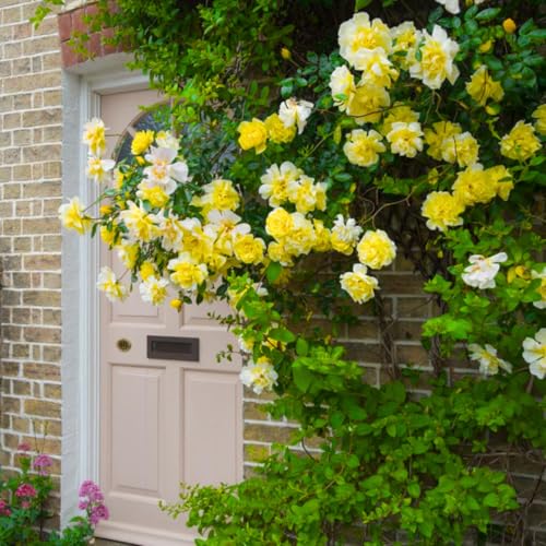 Golden Yellow Climbing Rose Live Plant Bare Root M863240