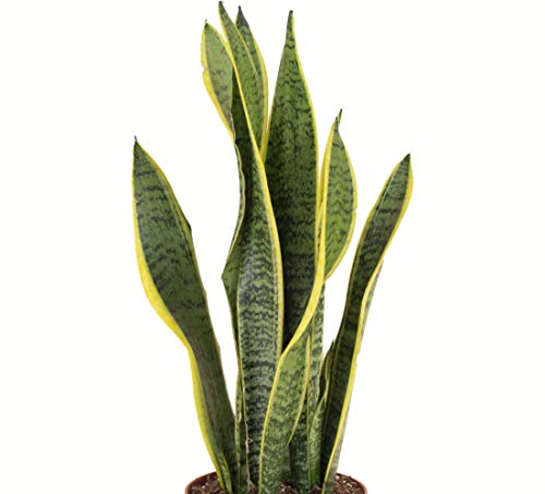 Standing Collection Live Sansevieria Laurentii Snake Indoor House Plant L515