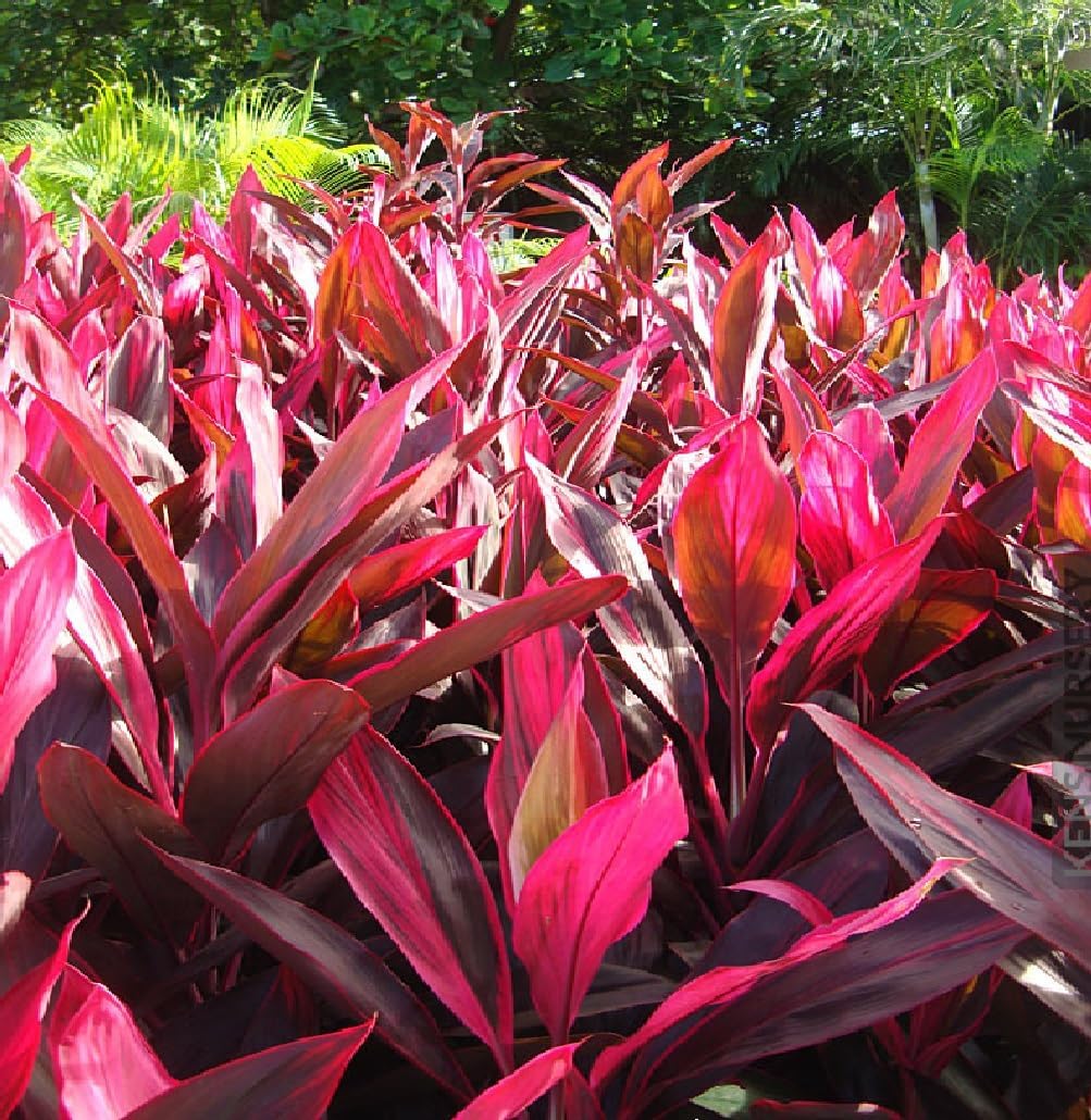 2 Logs Hawaiian Red Ti Leaf Plant N81602