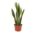 Standing Collection Live Sansevieria Laurentii Snake Indoor House Plant L515