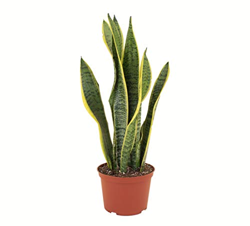 Standing Collection Live Sansevieria Laurentii Snake Indoor House Plant L515