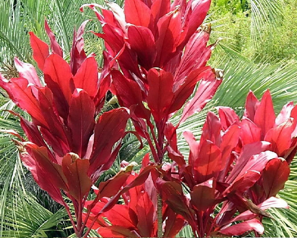 2 Logs Hawaiian Red Ti Leaf Plant N81602