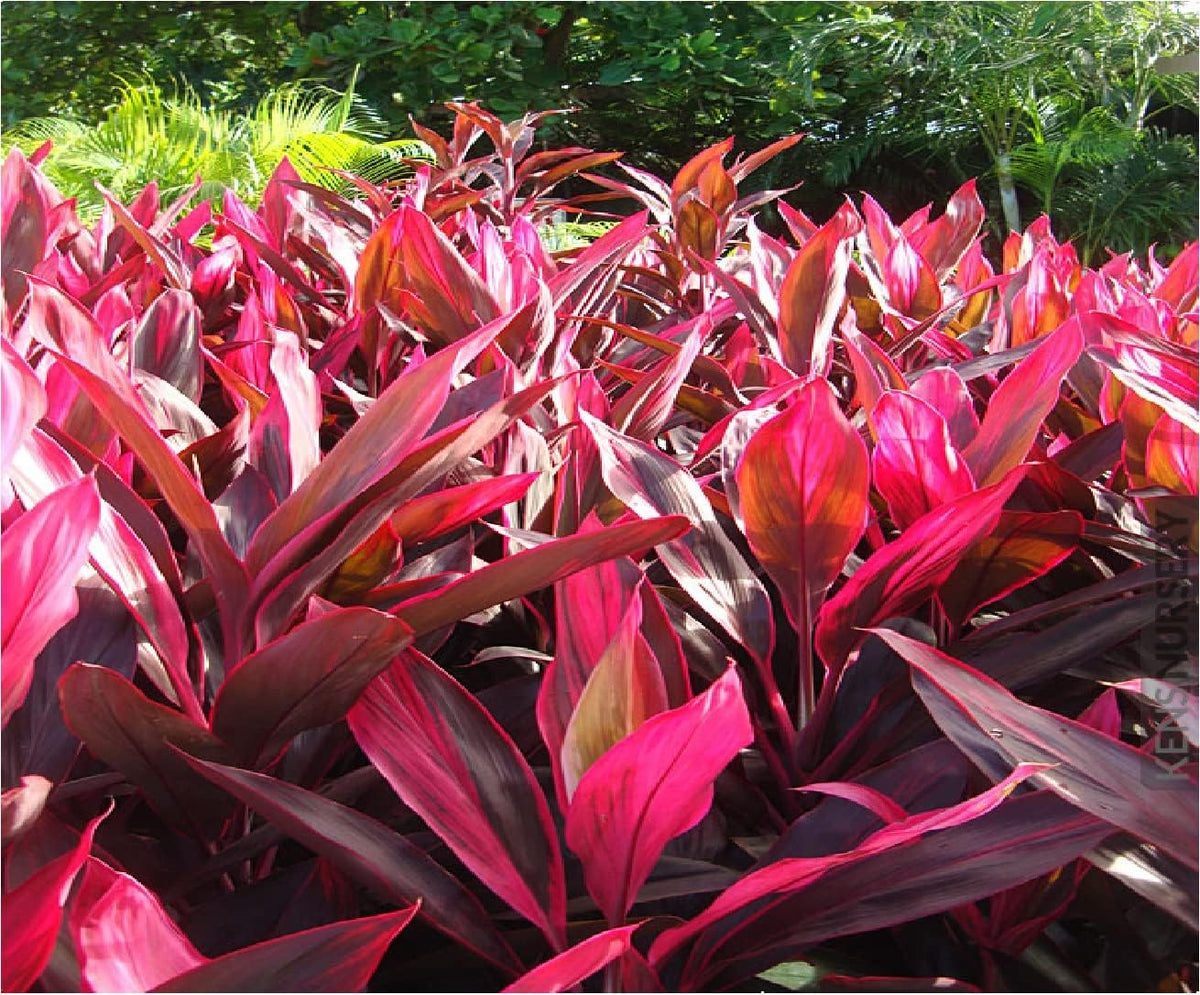2 Logs Hawaiian Red Ti Leaf Plant N81602