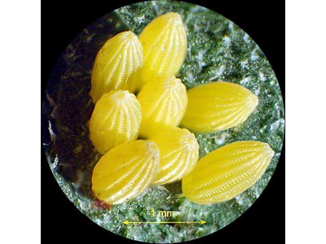 Binocular Stereo Microscope, 5x/15x/30x/45x Magnification M240608