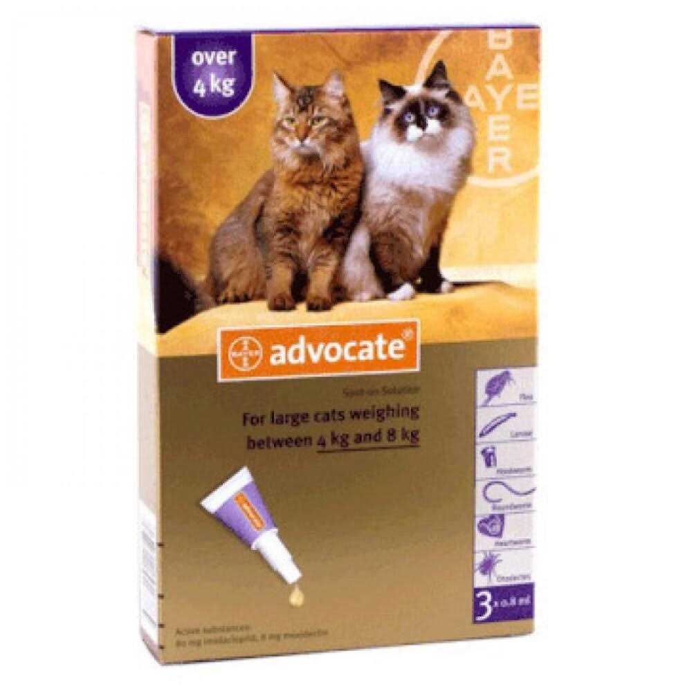 Large Cat U275528