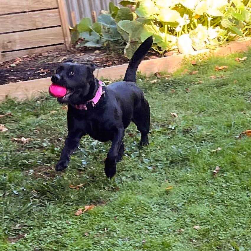 Squeak Toy Ball L1272
